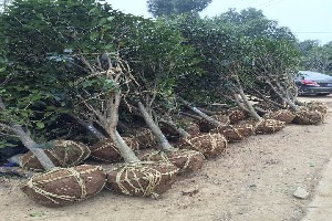 肥西 中國園林綠化苗木的重要產地與卓越的園林綠化工程施工